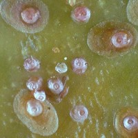  Phéromone Pou de californie 