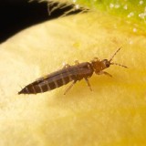  Phéromone Thrips 
